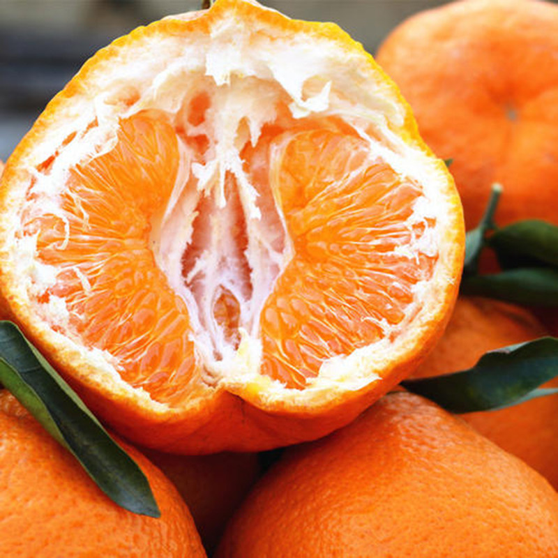 家乡说特价潮汕特产 潮州柑蕉柑桔橘子 孕妇新鲜水果5斤全国包邮