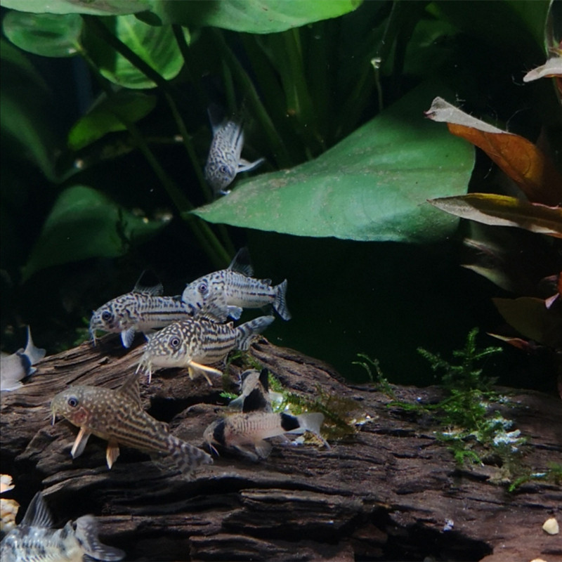 鼠鱼观赏工具底栖残渣清理草缸热带小型原生鱼