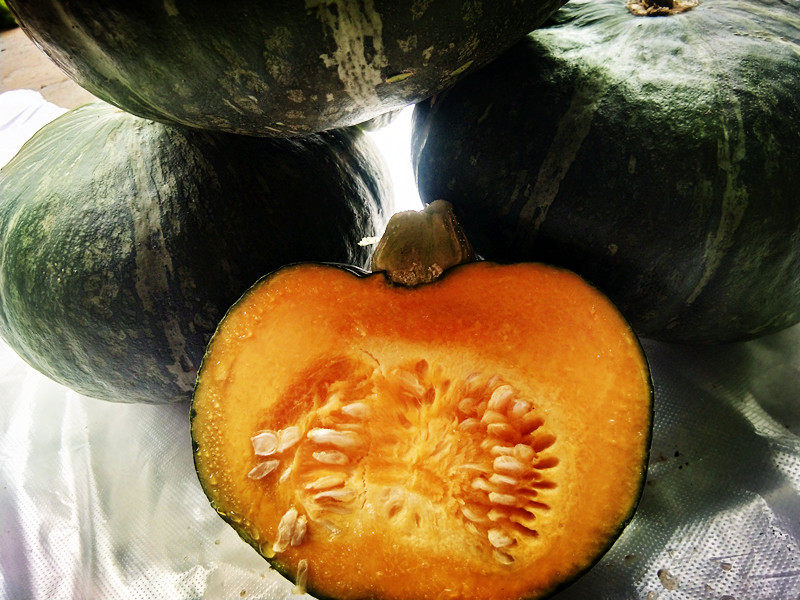 农家新鲜南瓜东北自种谢花面窝瓜长白山五斤包邮南瓜