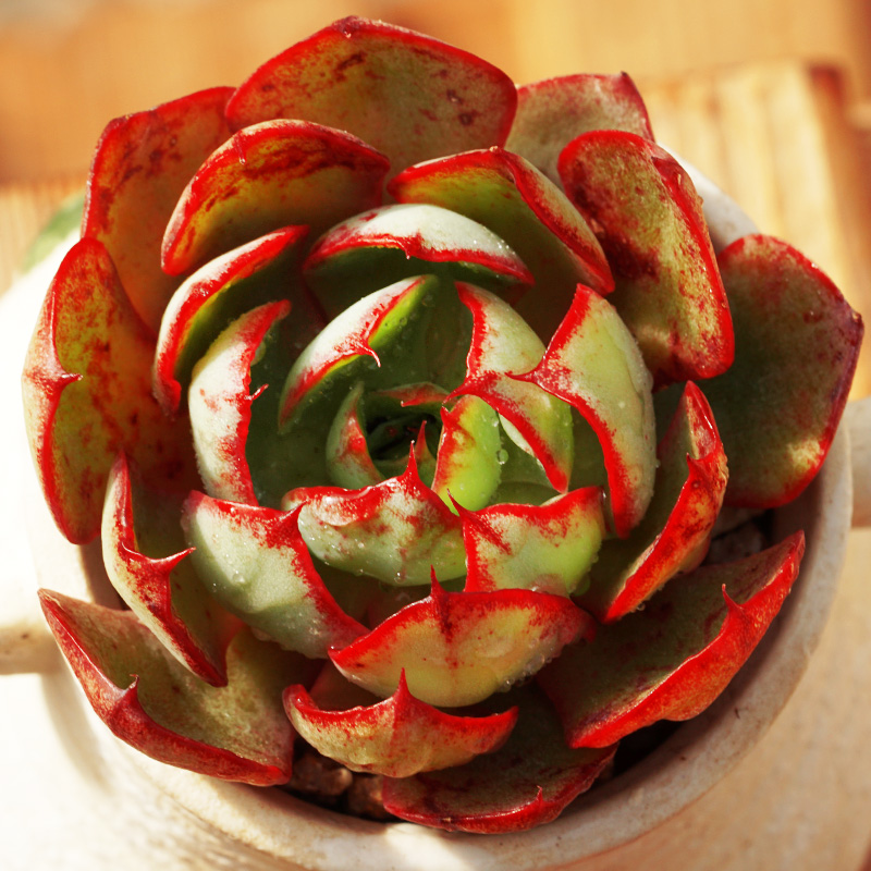 ak多肉花卉 央金 精养多肉 小贵货 多肉植物组合盆栽花卉绿植