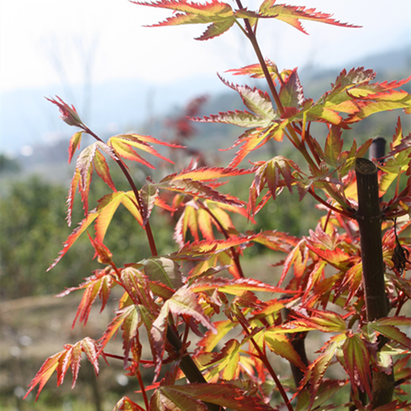 枫树盆景紫清清姬小叶日本红枫微型素材观叶