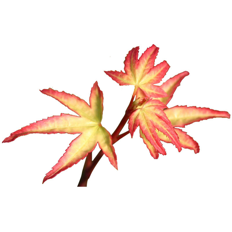 枫树盆景紫清清姬小叶日本红枫微型素材观叶