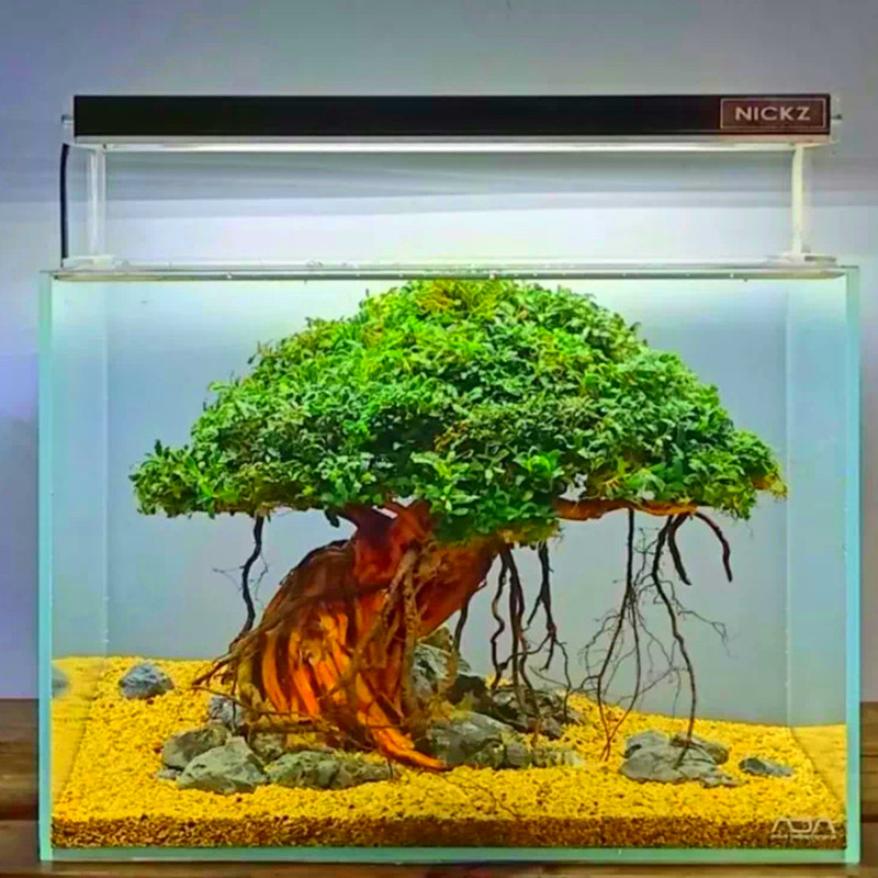 莫斯树成成品生态鱼缸造景水草真草缸植物装饰造景