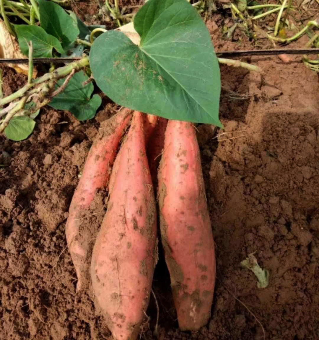 10斤富硒红蜜地瓜小番薯红薯糖心薯烟孕妇儿童番薯