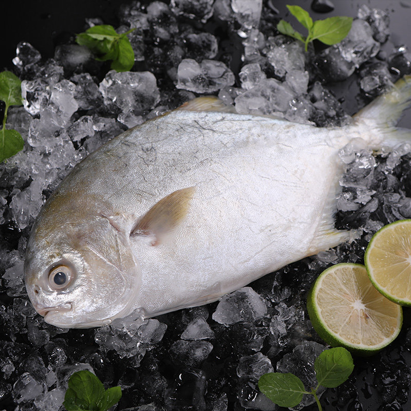 鲳鱼鲜鱼水产冰冻鳊鱼平鱼大平鲜活海金鲳鱼包邮鲳鱼