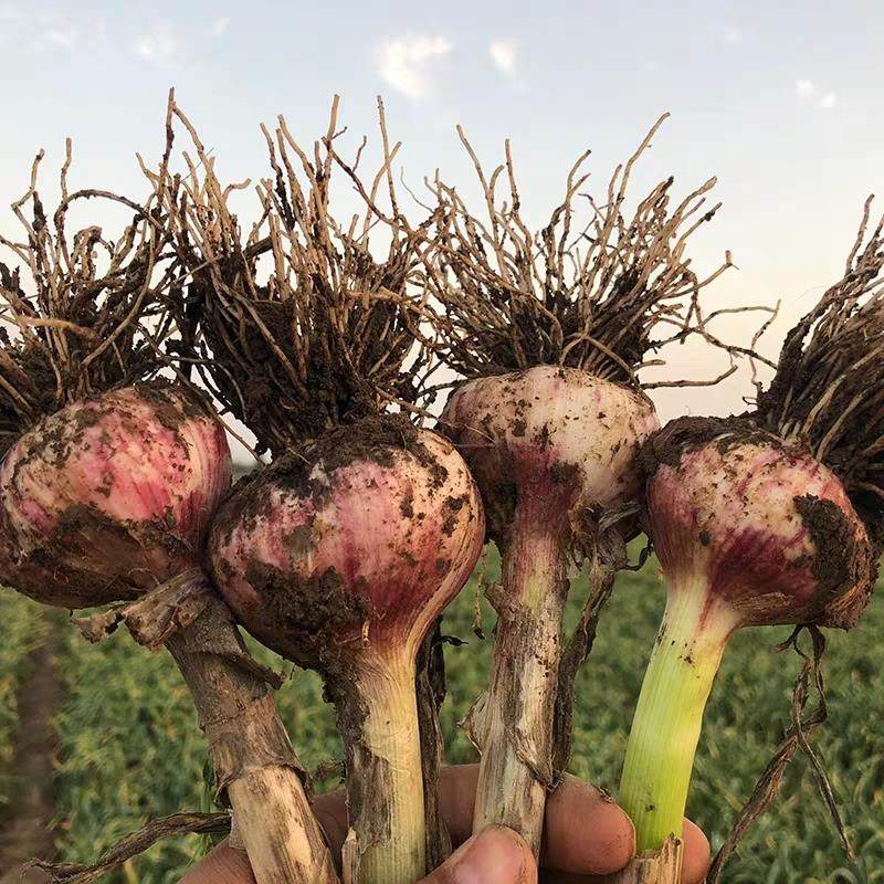 现挖当季新鲜大蒜头5斤包邮湿鲜蒜_天猫精选优惠_优购 - 荐优,购适