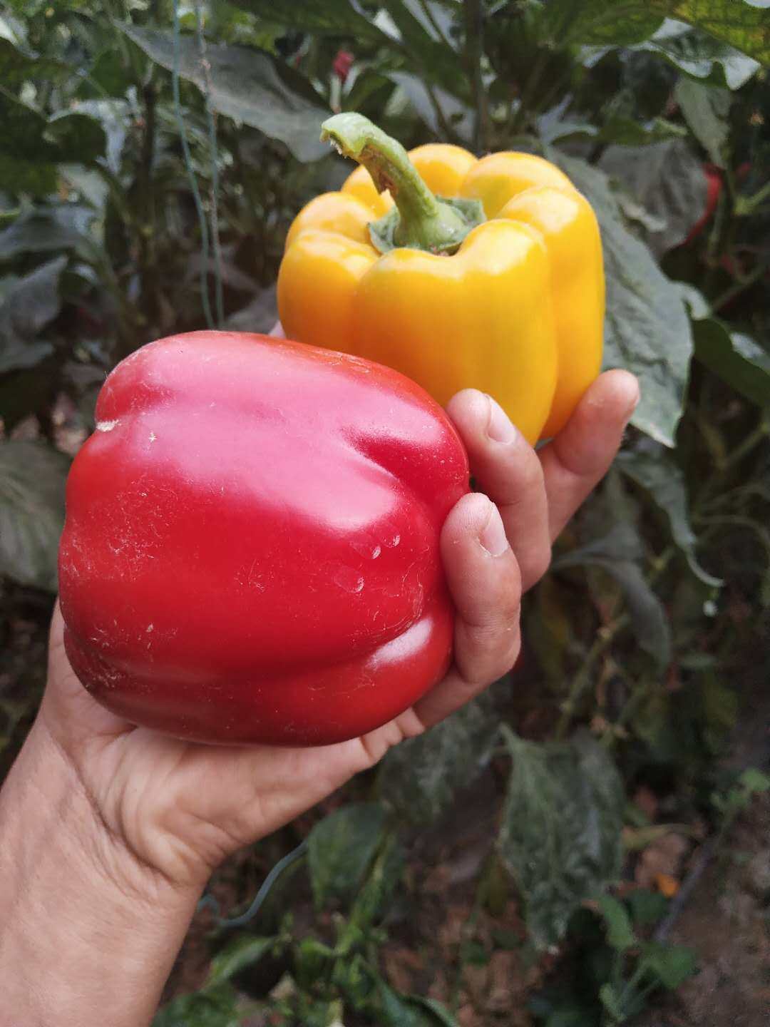 新鲜四斤二斤甜椒圆椒水果五彩太空椒柿子黄椒绿辣椒