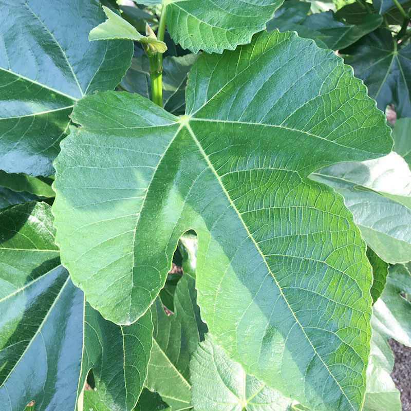 无花果新鲜叶子山东威海青皮叶现摘现发枝zhi250克无花果