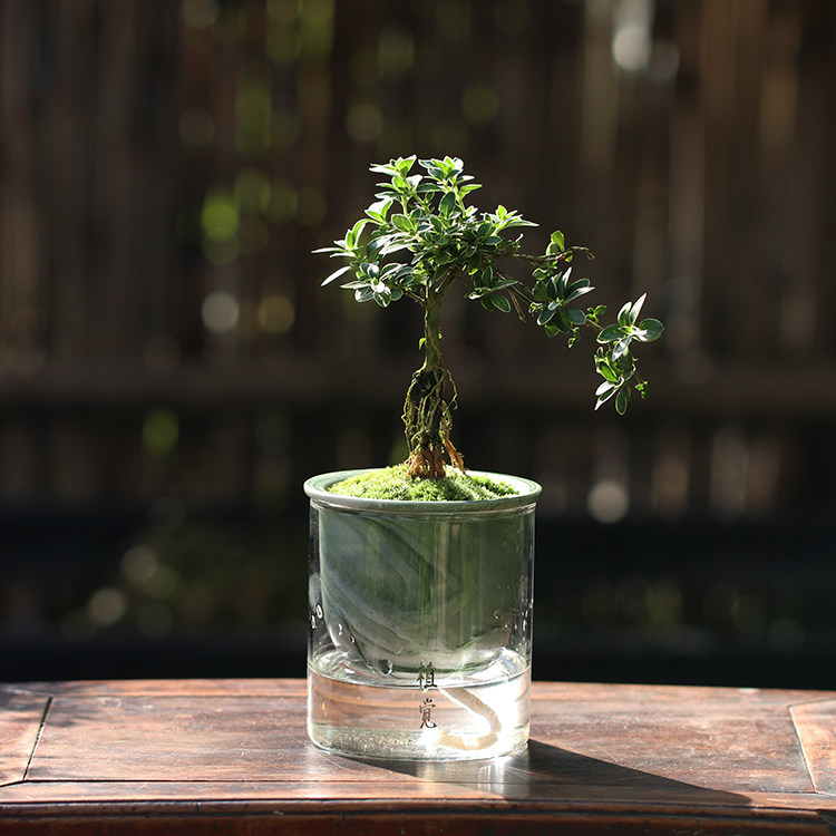 植觉【戏水室内绿植】室内水培绿植懒人桌面水培绿植盆栽