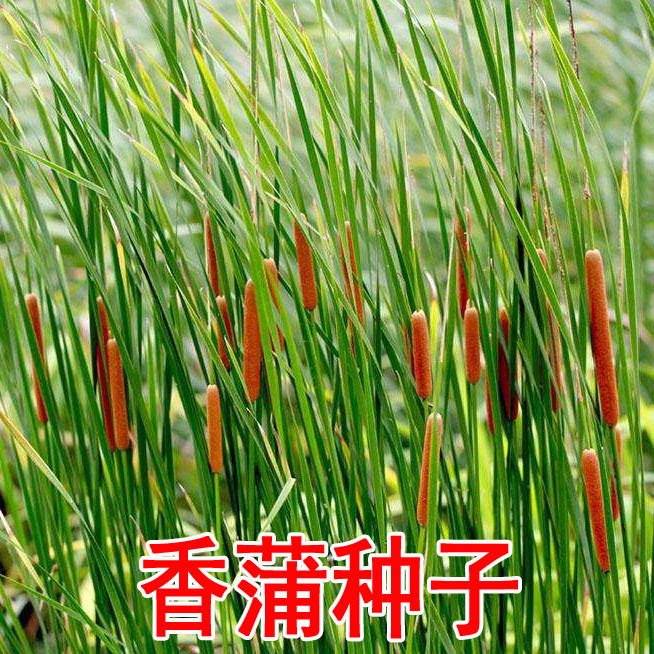 水生黄菖蒲千屈芦苇马兰菖蒲鸢尾花卉家庭园艺种子