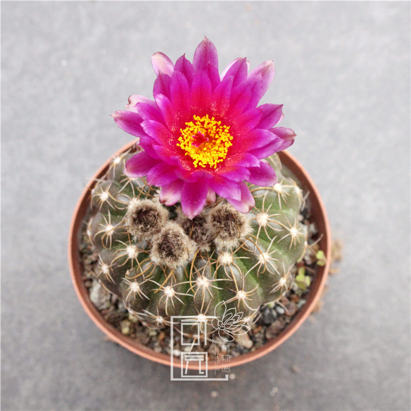 红神仙人实生开花好养多肉植物桌面盆栽净化空气多肉植物