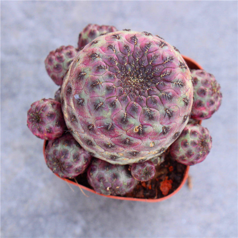 红丽仙人群生进口开花多肉植物无刺日本花卉多肉植物