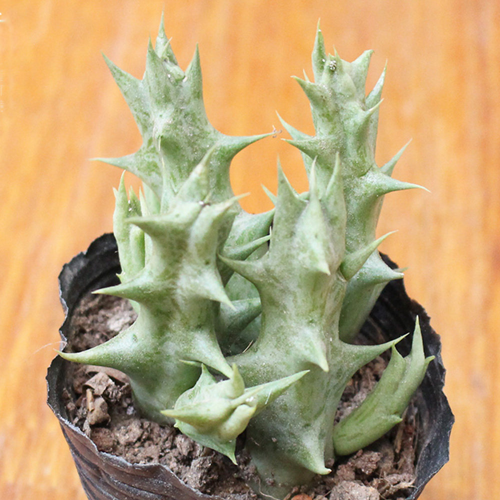 可园紫龙角多肉植物组合小盆盆栽办公办公室室内多肉植物