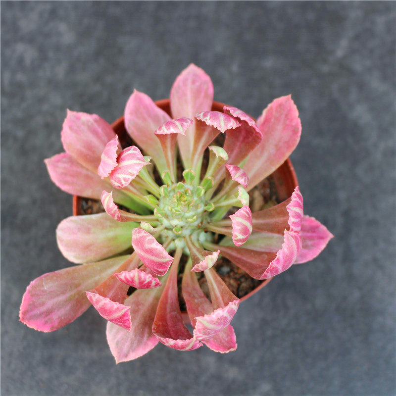 翡翠阁锦单头变锦多肉植物创意仙人好养可爱爱肉多肉植物