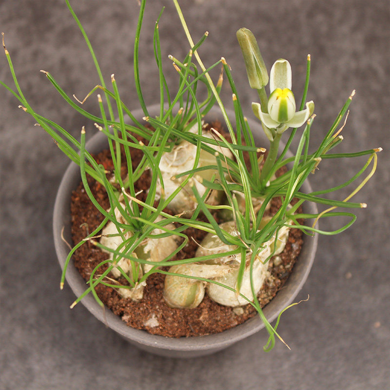 香水兰多创意开花块根植物盆栽小苍角香味肉肉多肉植物