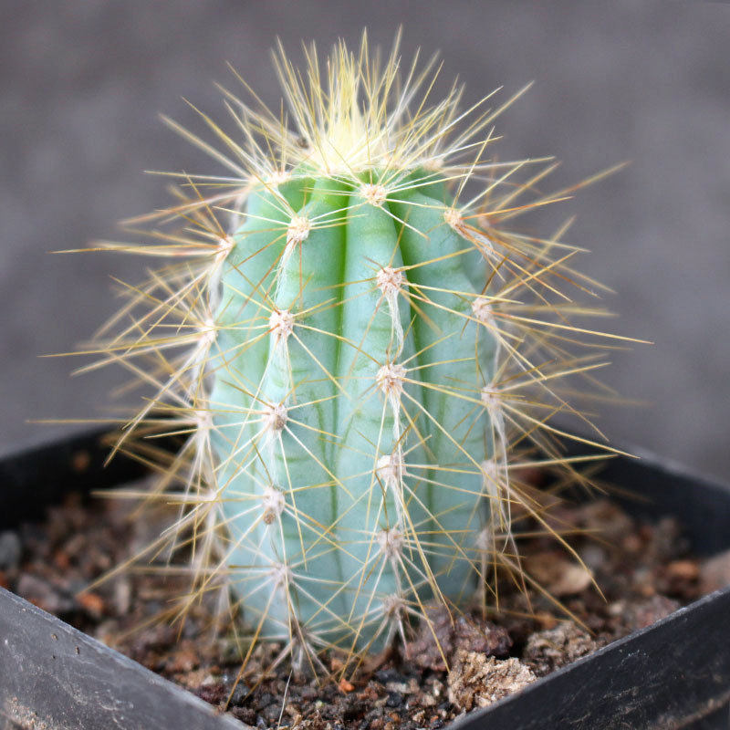 龙神木仙人柱 创意北欧小盆栽 蓝衣柱仙人柱 室内植物 猴尾柱带根