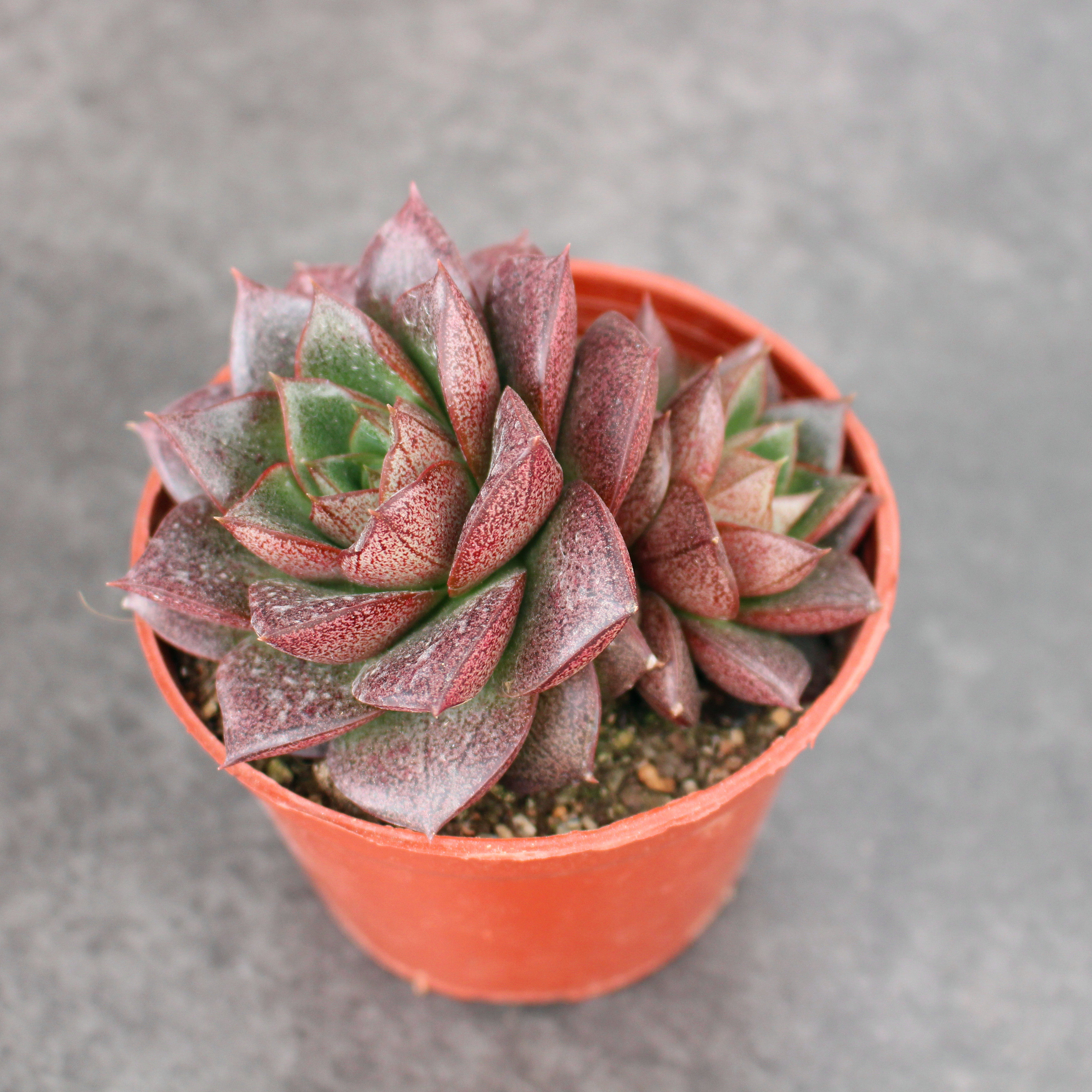 多肉植物大和锦老桩 多头组合超大盆栽 办公室多头多肉 一物一拍