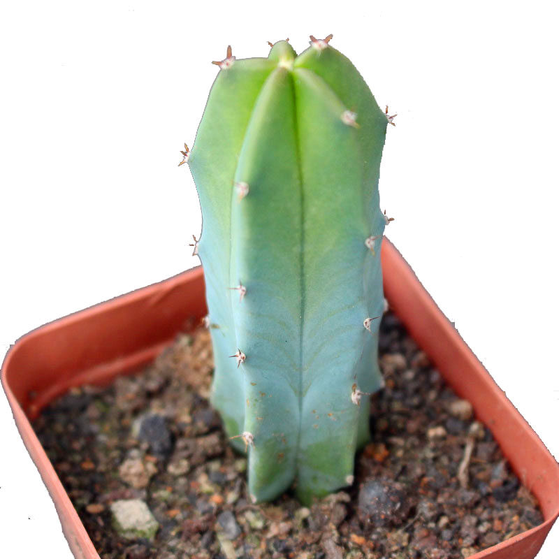 龙神木仙人柱 创意北欧小盆栽 蓝衣柱仙人柱 室内植物 猴尾柱带根