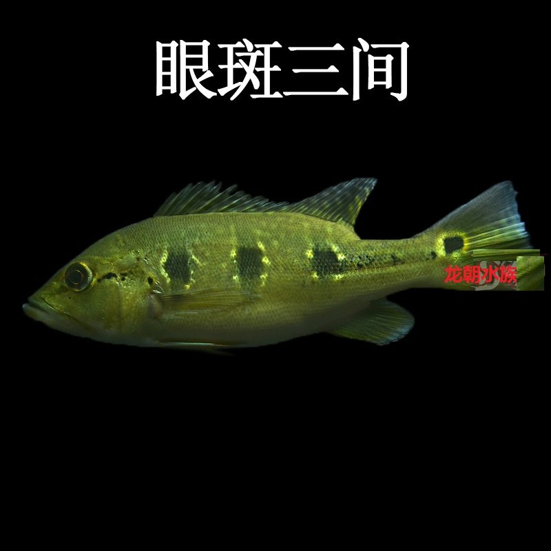三间蓝帆帝王五间野生活体西亚眼斑巴西申古鱼