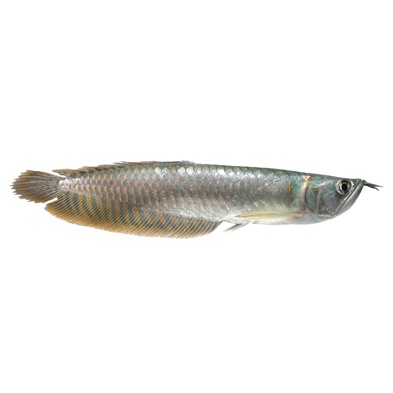 银龙龙鱼红眼黄化白子观赏鱼招财热带淡水鱼中大型鱼