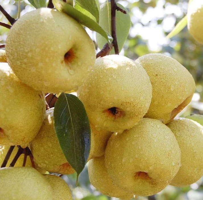 山西隰(xi)县黄土高原中国金梨之乡农家果梨特甜真的很甜很甜