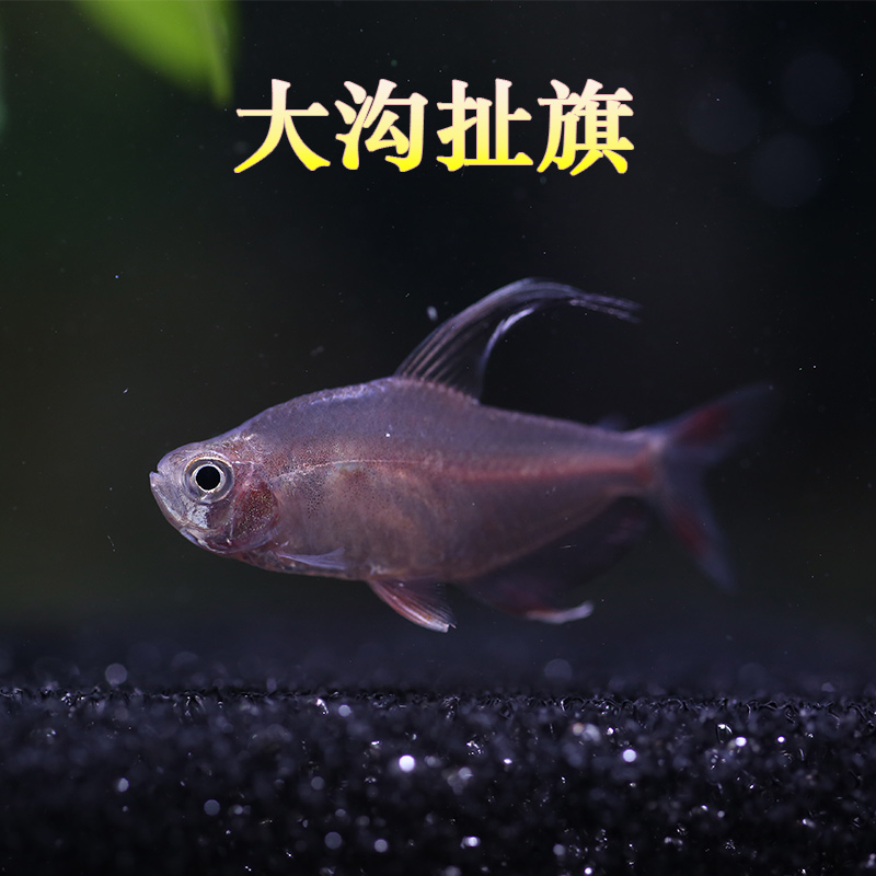 扯旗红玫瑰10条尾大红衣梦幻旗鱼热带观赏鱼活体鱼