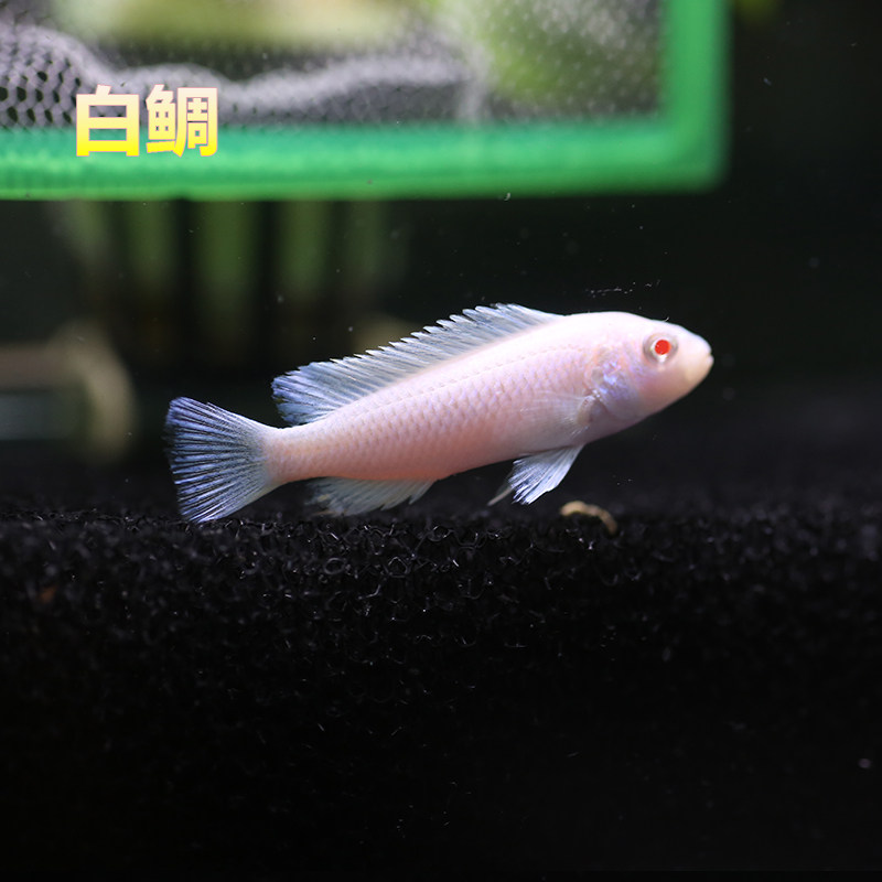 三湖慈鲷坦马淡水热带观赏鱼活体黑线王子非洲鱼