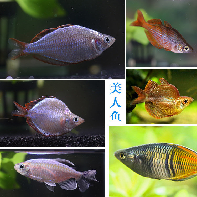 红苹果美人刚果美人格子美格子果球观赏美人鱼热带鱼