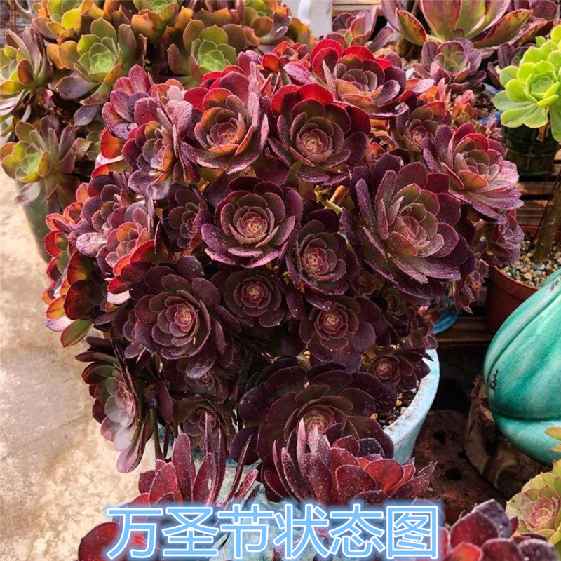 法师万圣节手捧花红红心老桩群生沙拉碗多一物多肉植物