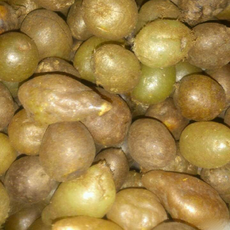 贵州野生山货新鲜石黄皮中药材 现挖精选肾蕨子果化狗儿满3斤包邮