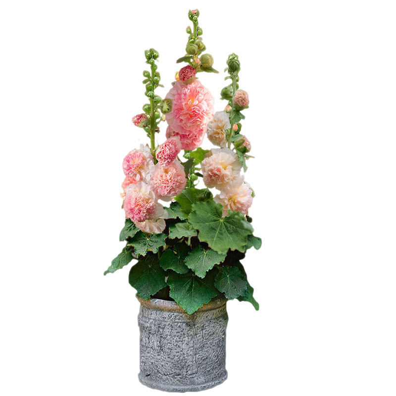 蔡特鲑鱼重瓣粉蜀葵花种子英国进口多年生观赏家庭园艺种子