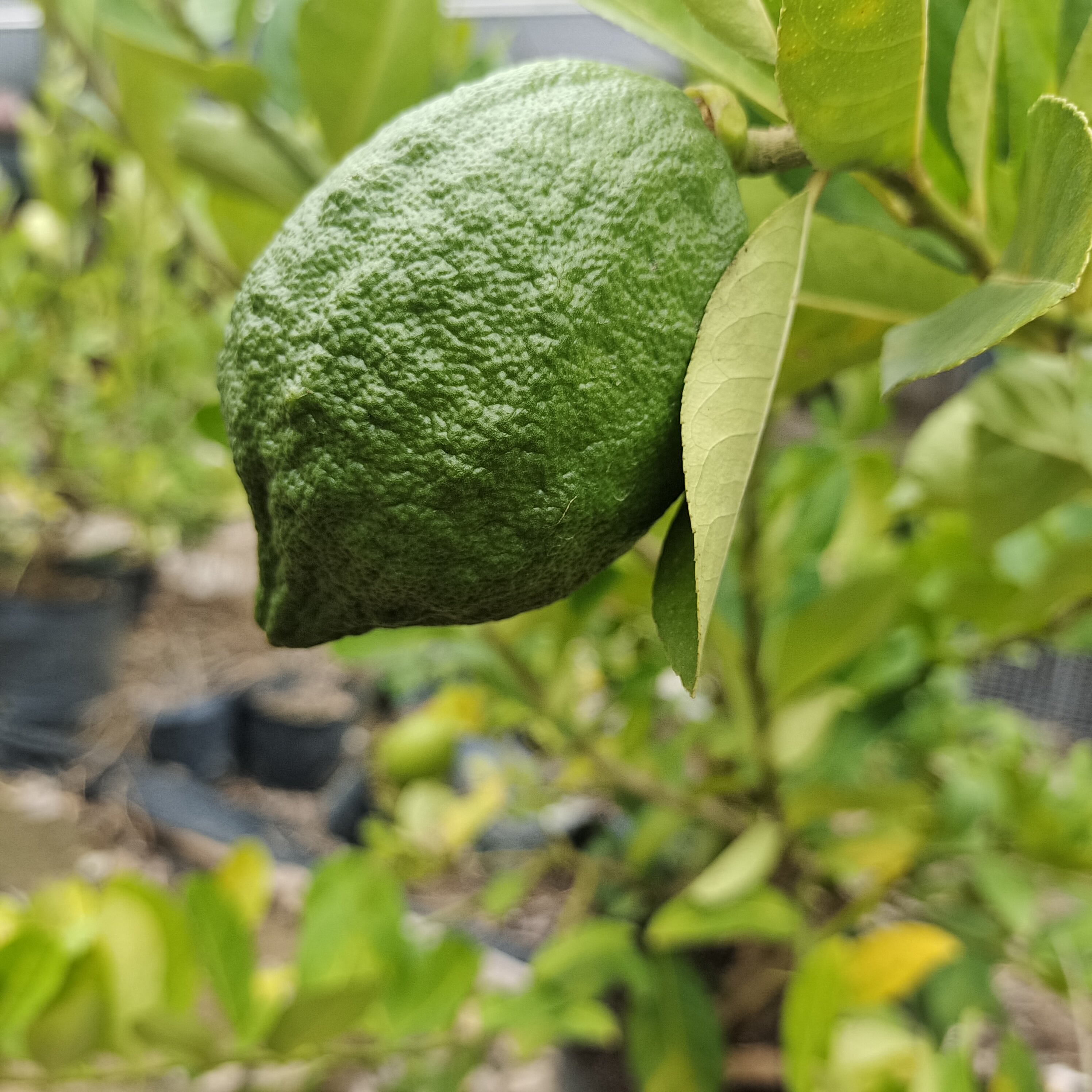 香水柠檬结果广东柠檬树树苗带果盆栽四季无籽果树