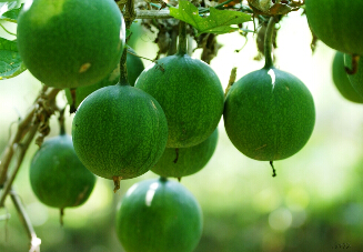 坚果零食瓜蒌子500g瓜蒌籽野瓜篓子非吊瓜子籽休闲食品特价包邮