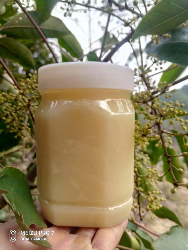 岭南特产冬季天然纯正鸭脚木蜂蜜原生态深山采集蜂蜜