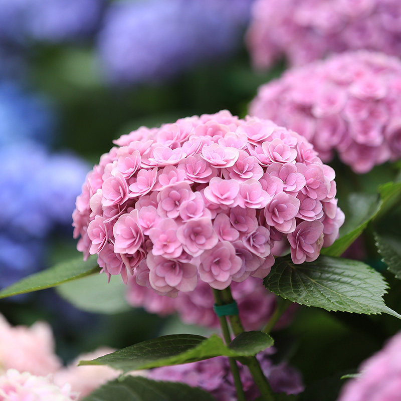 上上花田妖精之吻大花进口重瓣绣球花苗盆栽花卉