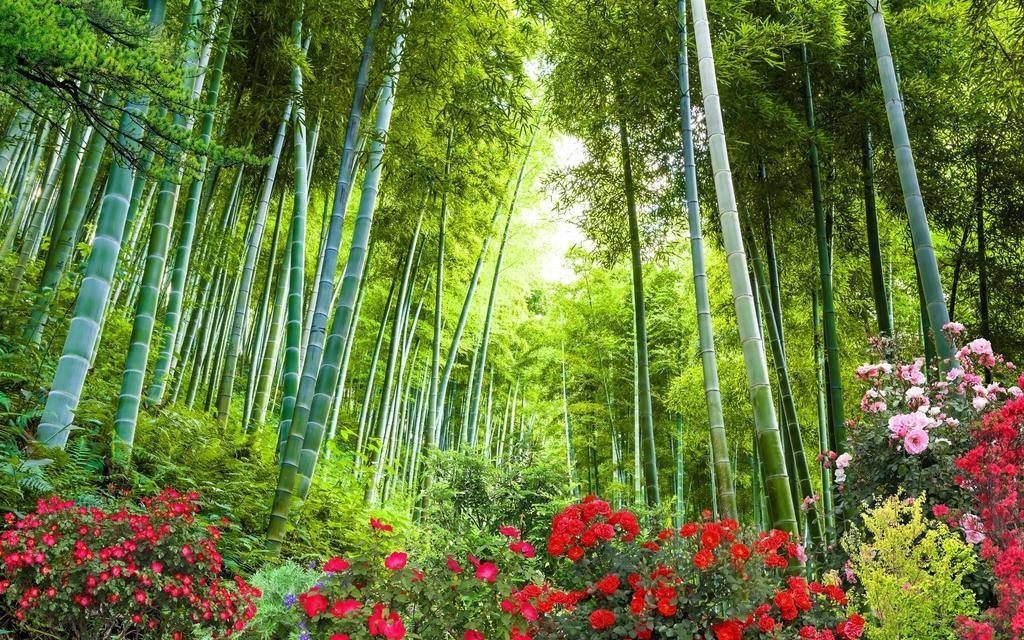 春春天风景竹子_风景520