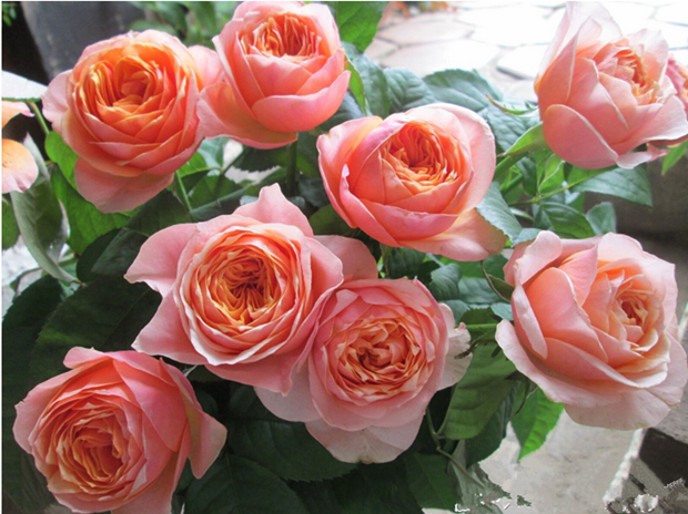 【十里良品坊】温柔珊瑚心(呼呼塞拉)大花切花水果香多花抗病好