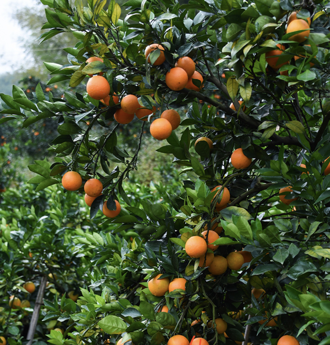 赣南江西脐橙现摘10斤甜橙手剥产地地直孕妇橙
