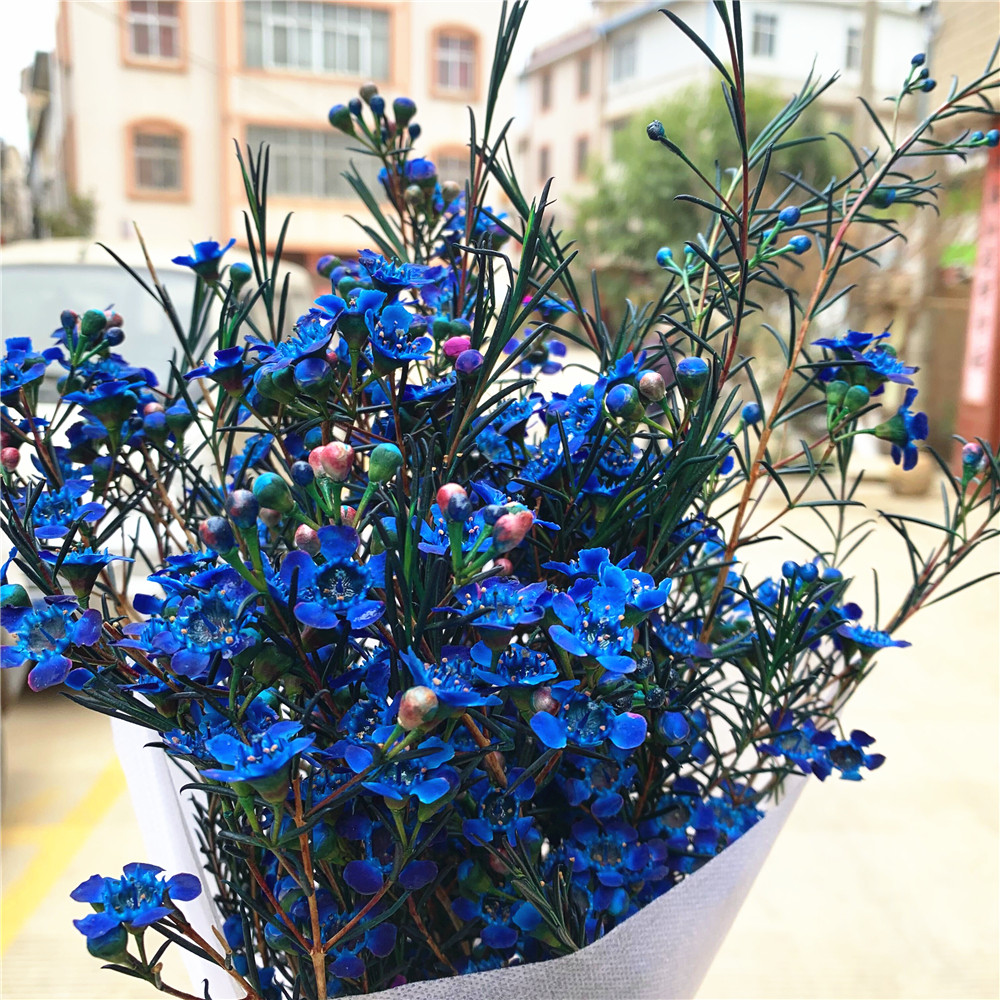 百合合水鲜花澳洲腊梅花束直批云南南昆明基鲜花速递同城