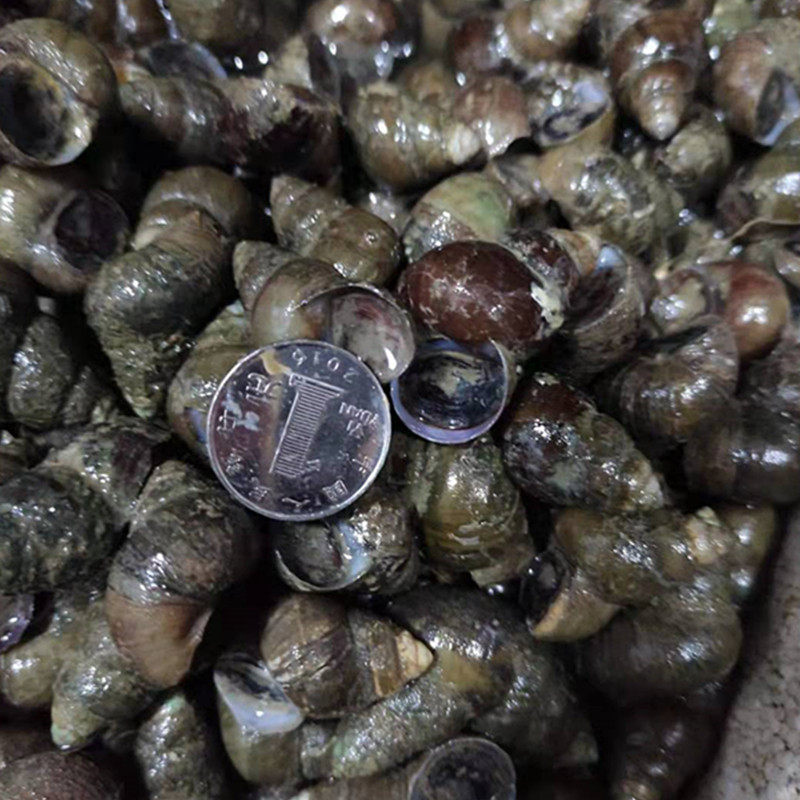 薄壳鱼饵青鱼脆螺钓鱼田螺小号挂钩顺丰螺蛳螺