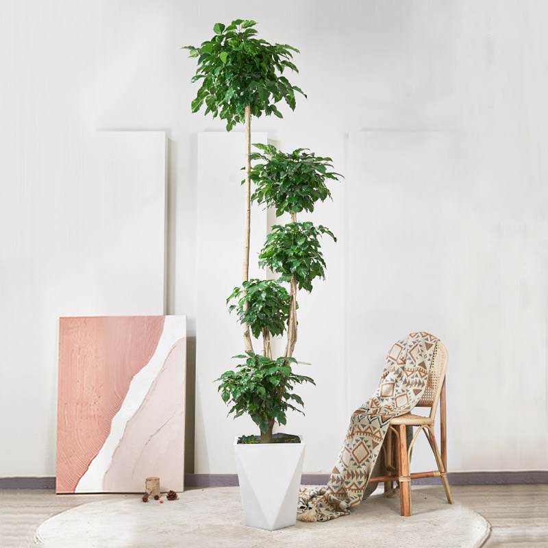 绿植造型幸福树客厅大棵绿宝盆栽室内大型植物大型绿植