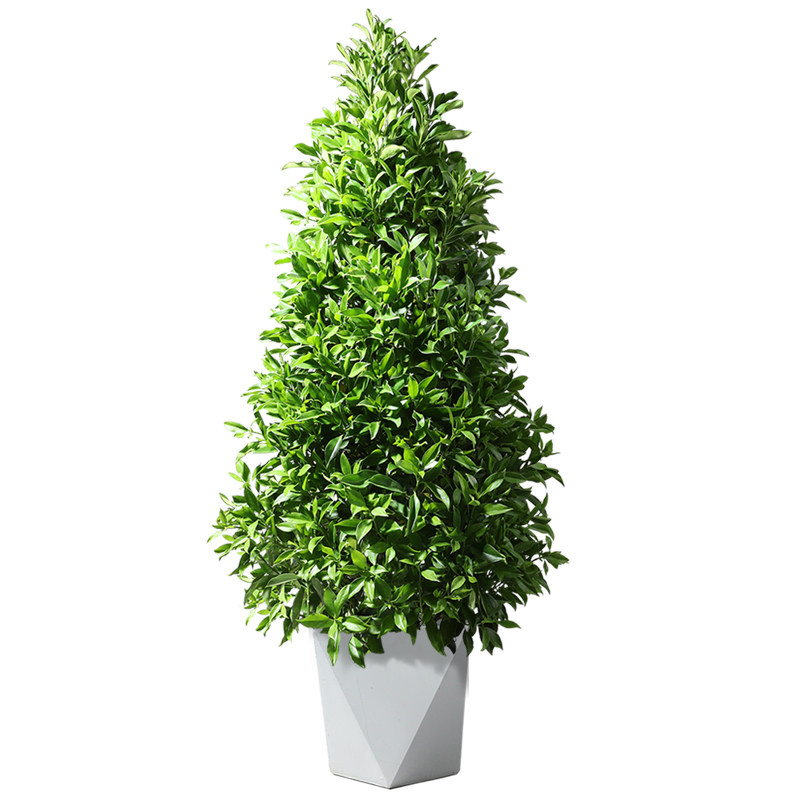 非洲茉莉大型盆栽室内客厅好养网红绿植办公室大型绿植