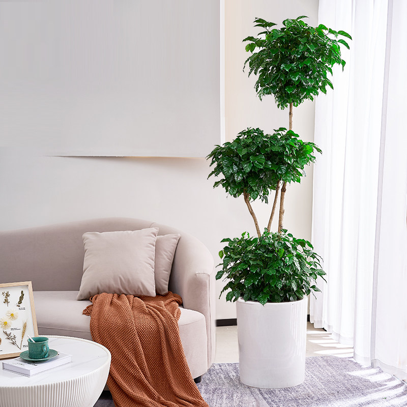 造型幸福树大型盆栽绿宝室内客厅净化空气植物办公室大型绿植