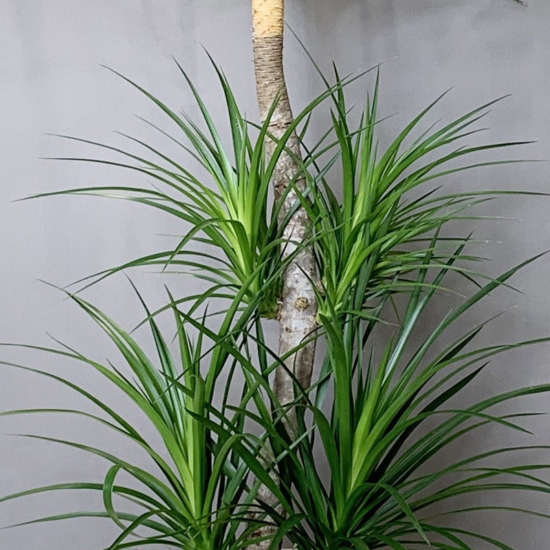 绿植黑珍珠龙血名贵室内办公室基地直播专用一物大型绿植