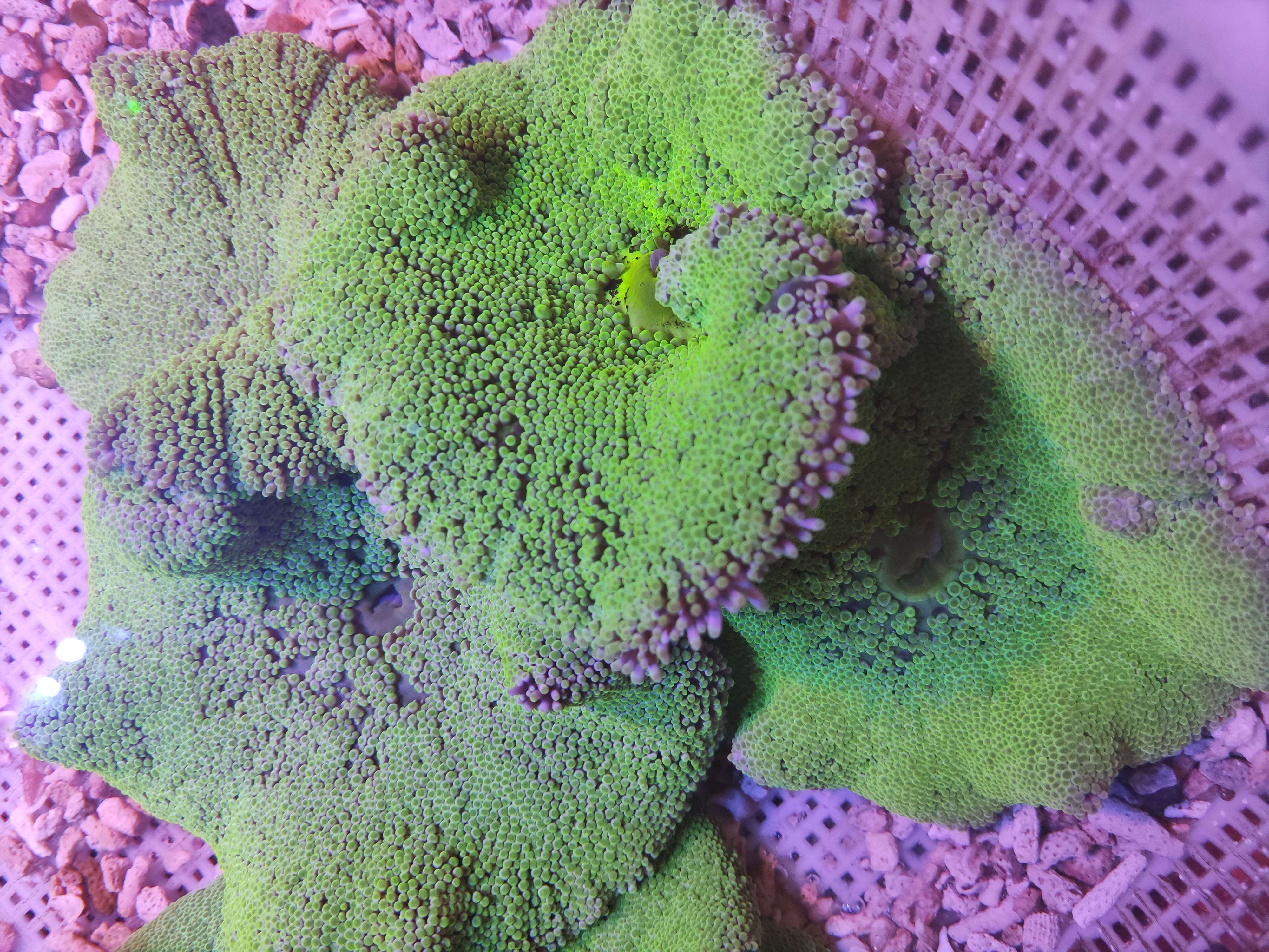 长须荧光绿地毯 长须蓝地毯 海葵 海缸 lps