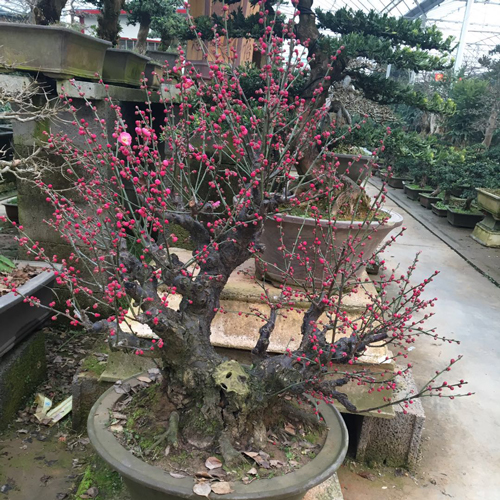 春冬腊梅花树苗盆景树桩庭院花卉植物素心腊绿白梅花红梅绿植盆栽