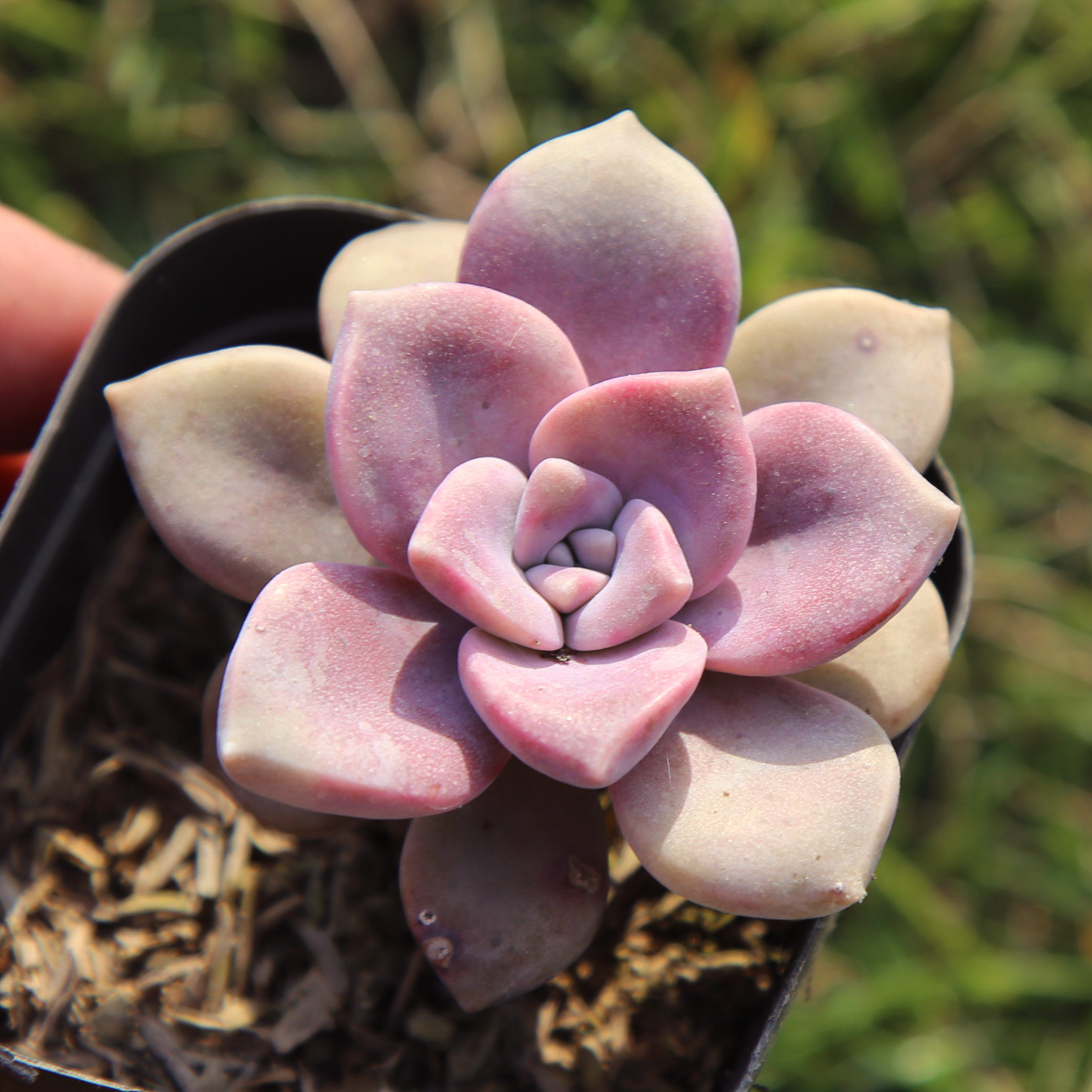 多肉紫乐悬崖老桩造型群生超大植物小苗包邮多肉植物