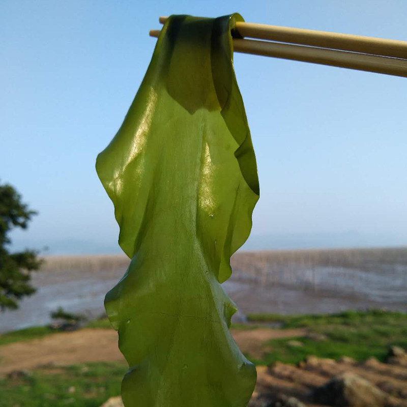 5斤霞浦特产海带嫩苗新鲜海带盐渍海带苗火锅配菜凉拌菜kt