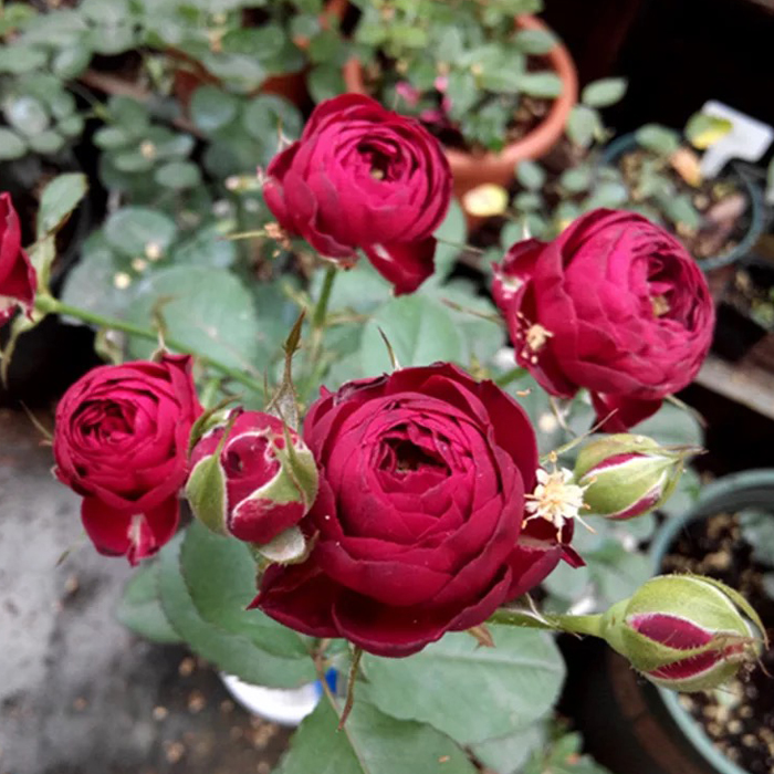 蕾丝月季花苗月季花红色多头花清香庭院阳台盆栽时令草本花卉