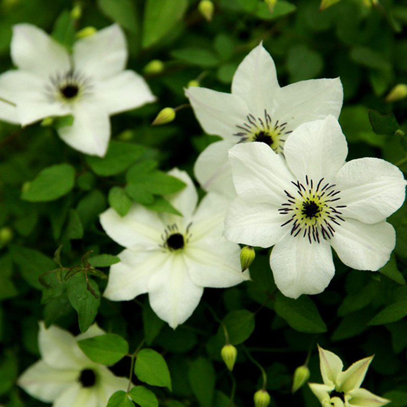 阳台盆栽绿植花卉向阳铁线莲花苗耐热庭院藤本时令草本花卉